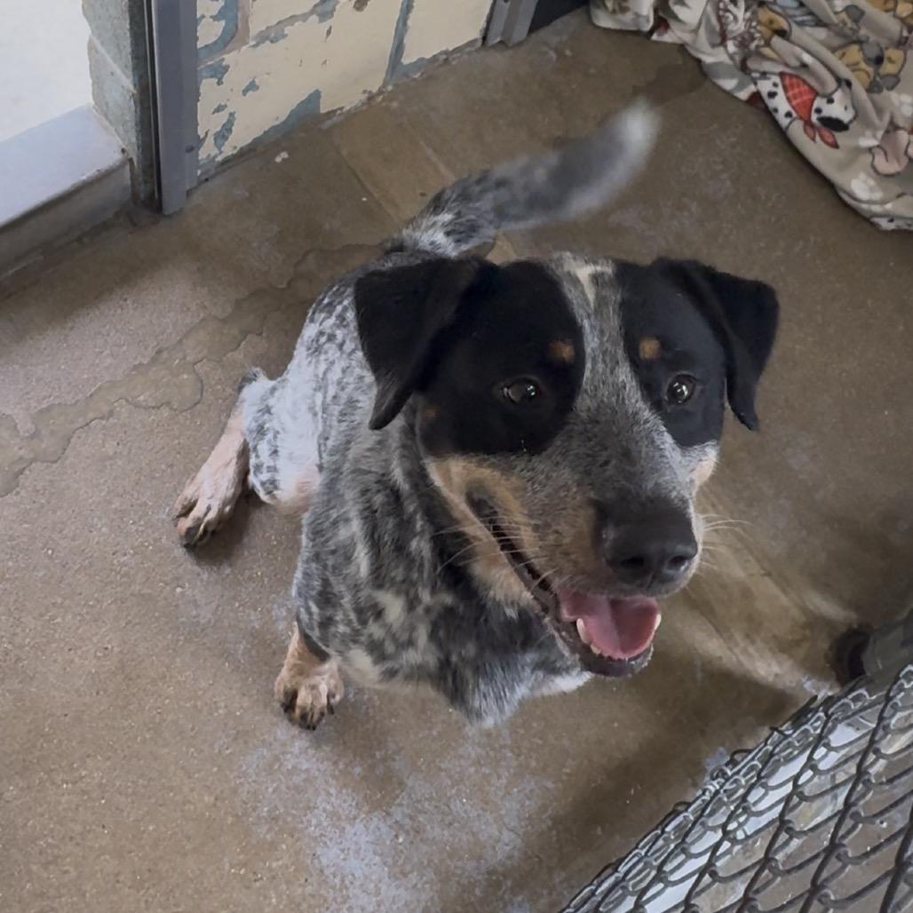 Enlarge Calhoun FC TM, a Adoptable Australian Cattle Dog / Blue Heeler in Union, MO image 3/6