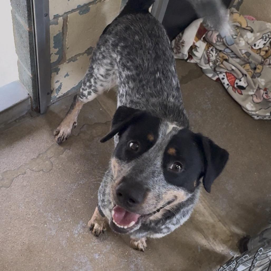 Enlarge Calhoun FC TM, a Adoptable Australian Cattle Dog / Blue Heeler in Union, MO image 4/6