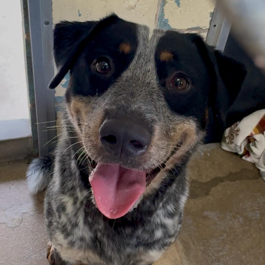Enlarge Calhoun FC TM, a Adoptable Australian Cattle Dog / Blue Heeler in Union, MO image 5/6