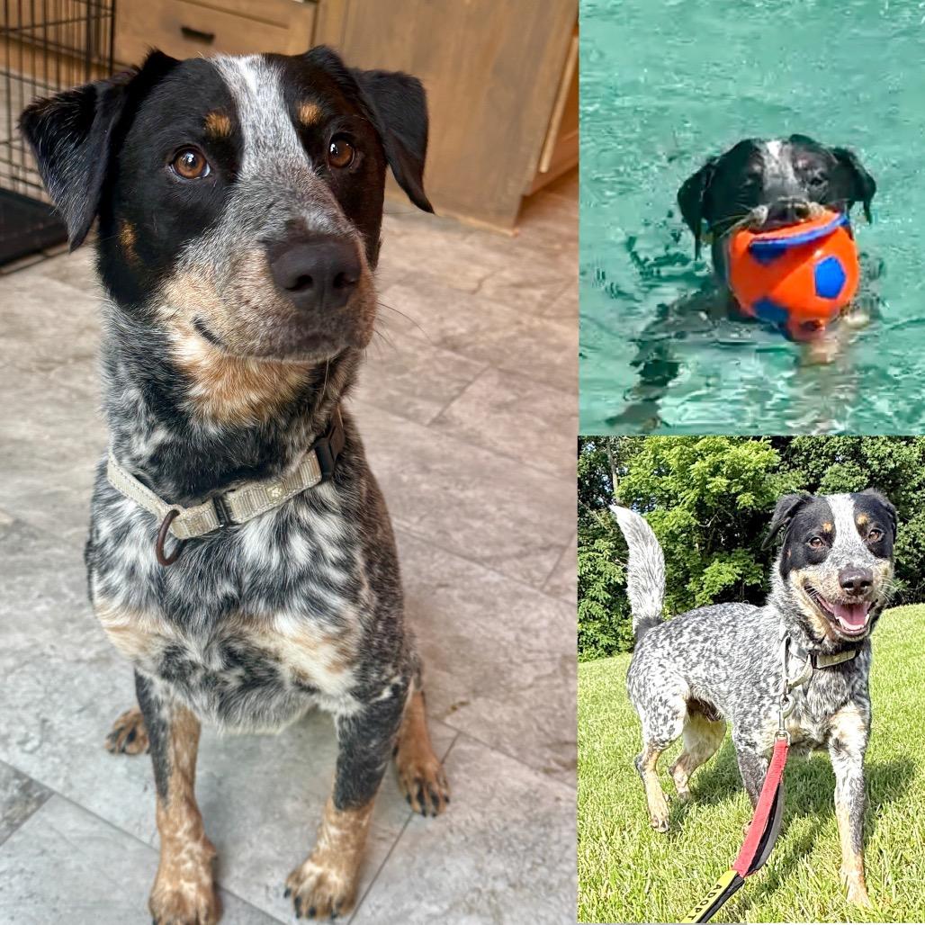 Enlarge Calhoun FC TM, a Adoptable Australian Cattle Dog / Blue Heeler in Union, MO image 6/6