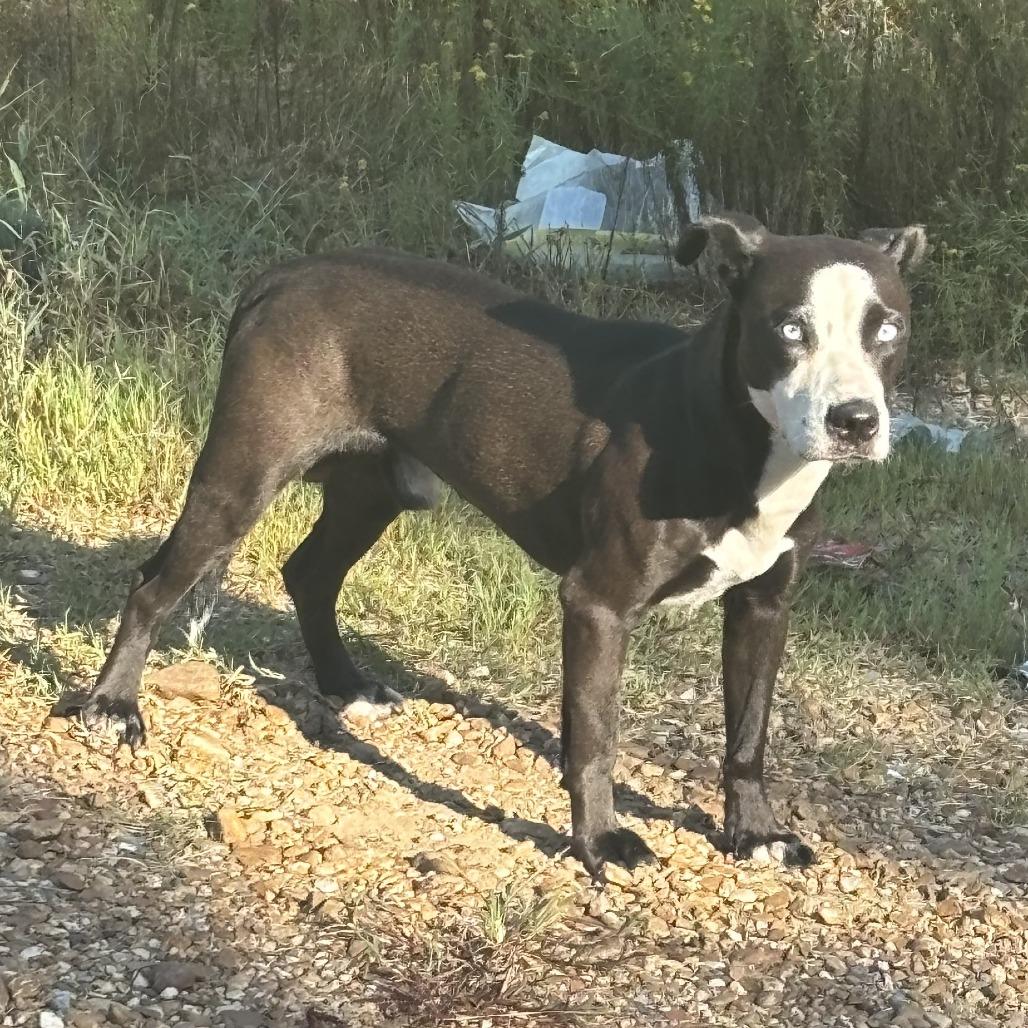 Enlarge Nox, a Adoptable Mixed Breed in Jena, LA image 1/1