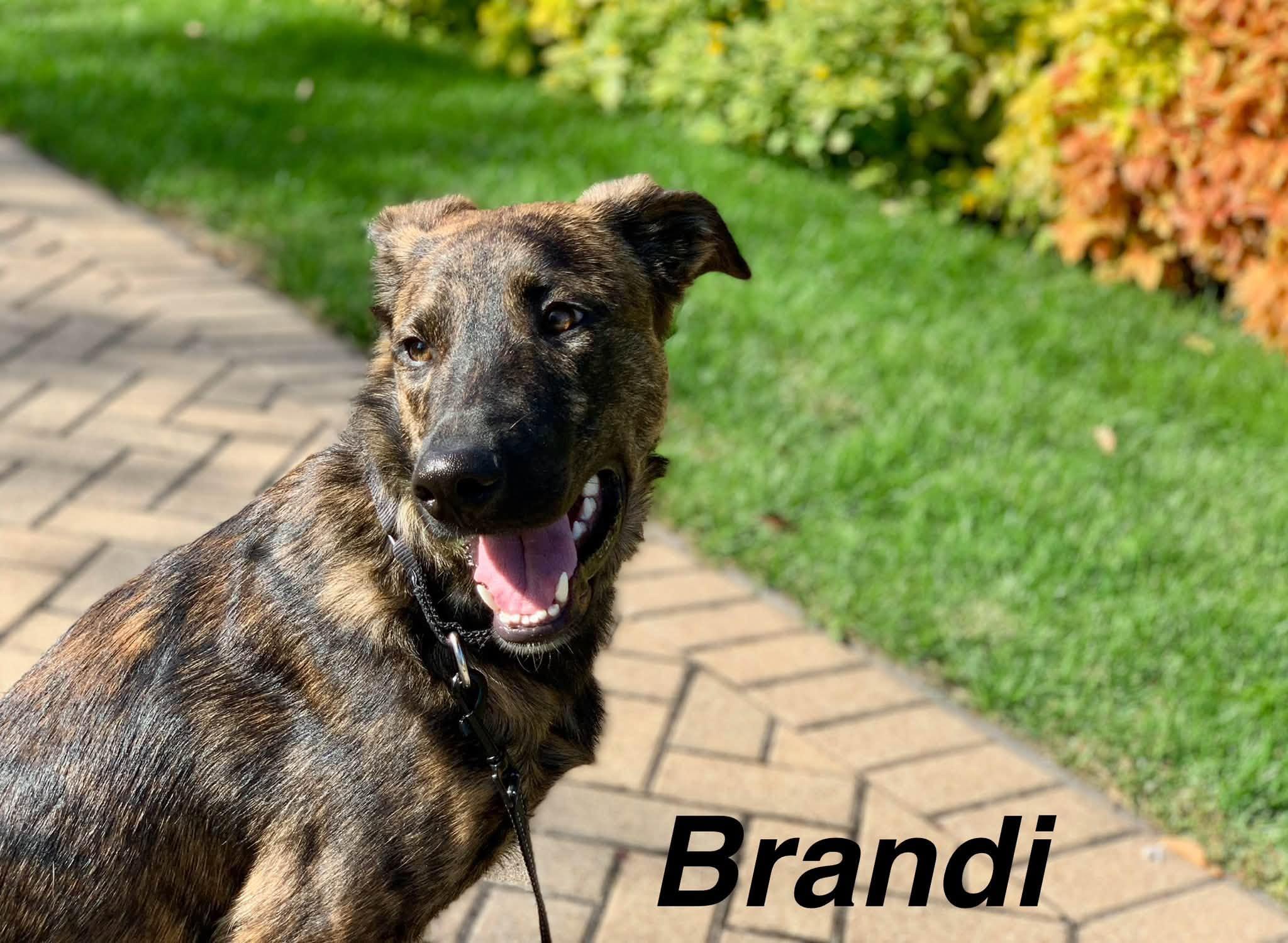 Enlarge Brandi, a Adoptable mixed breed in Elburn, IL image 4/6