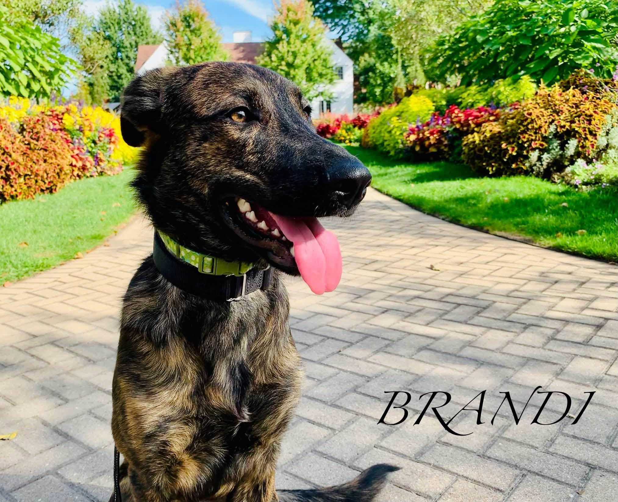 Enlarge Brandi, a Adoptable mixed breed in Elburn, IL image 5/6