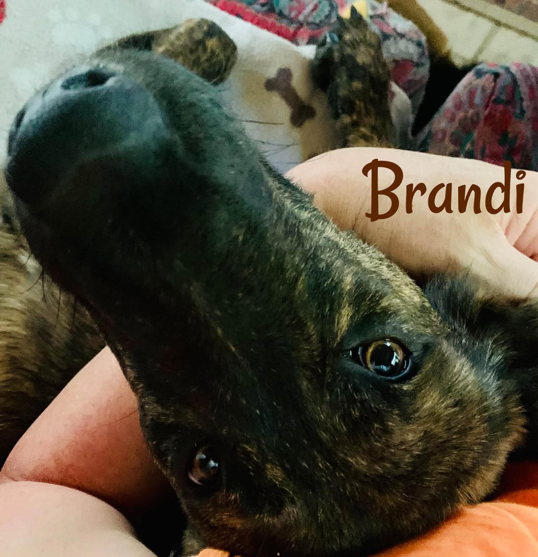 Enlarge Brandi, a Adoptable mixed breed in Elburn, IL image 4/6