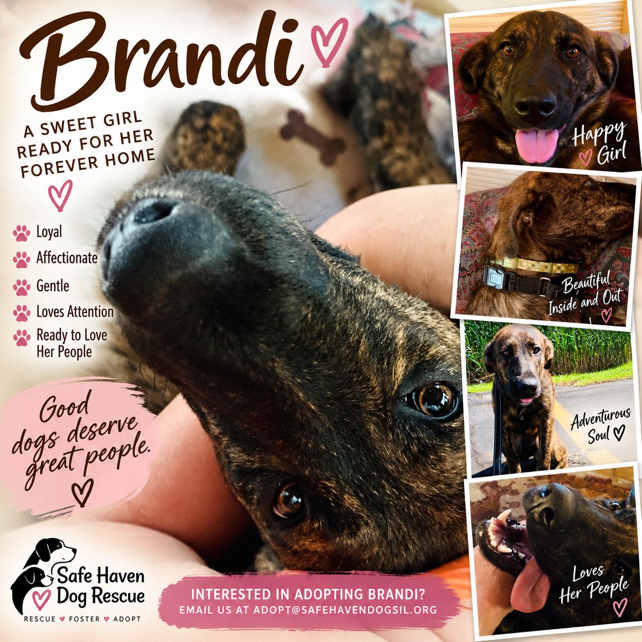 Brandi, Adoptable, Young Female Plott Hound.