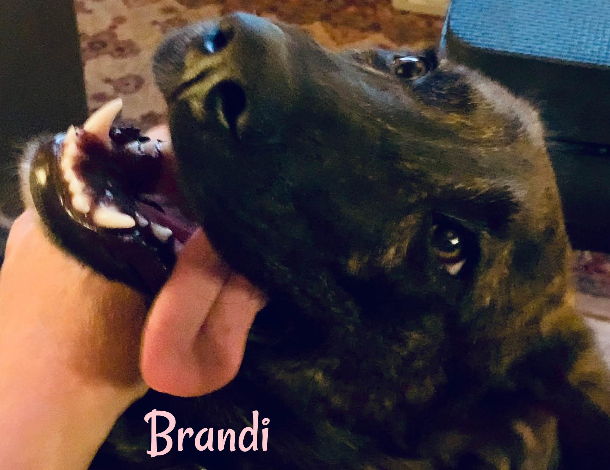 Enlarge Brandi, a Adoptable mixed breed in Elburn, IL image 5/6