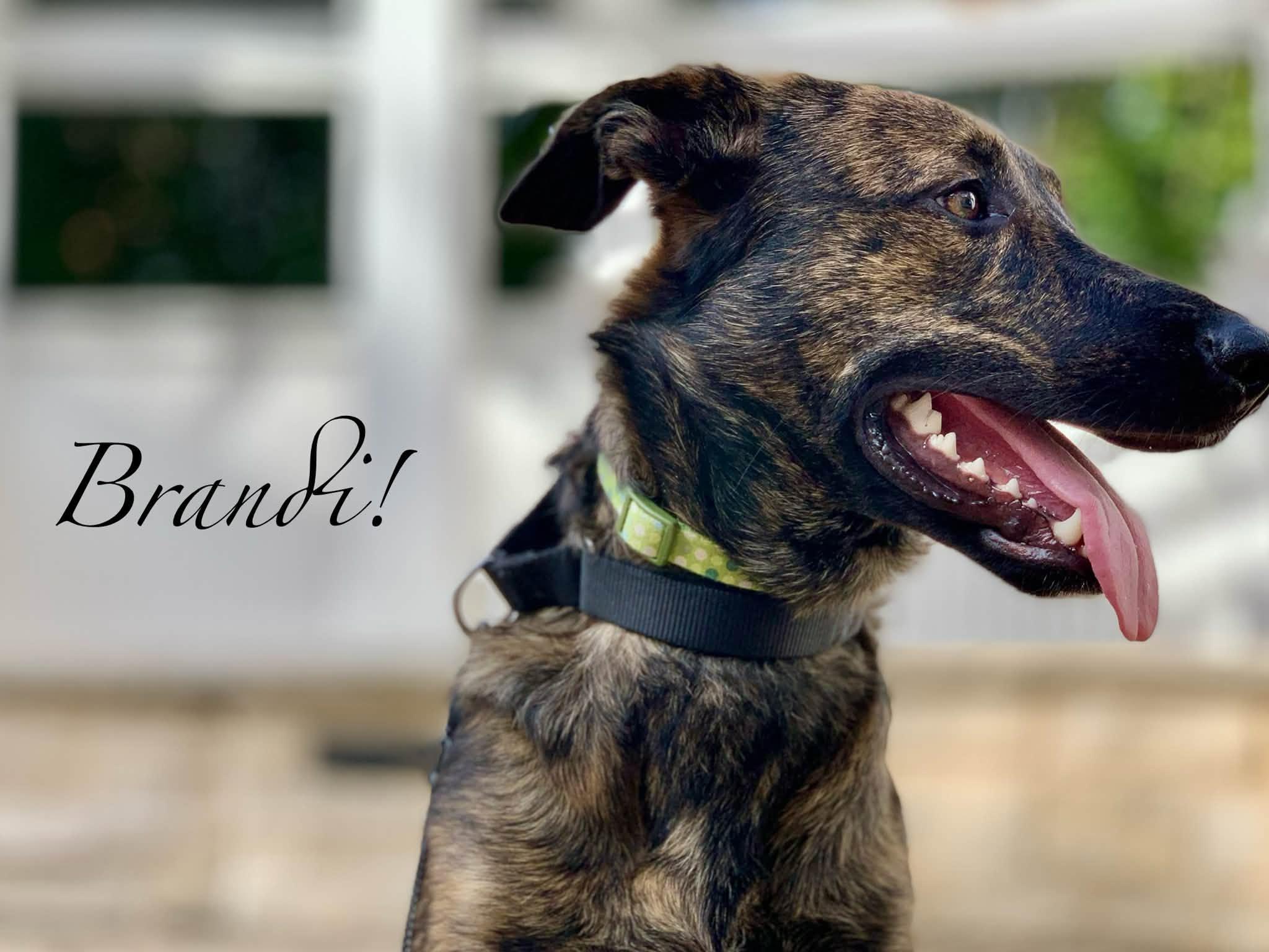 Enlarge Brandi, a Adoptable mixed breed in Elburn, IL image 2/6