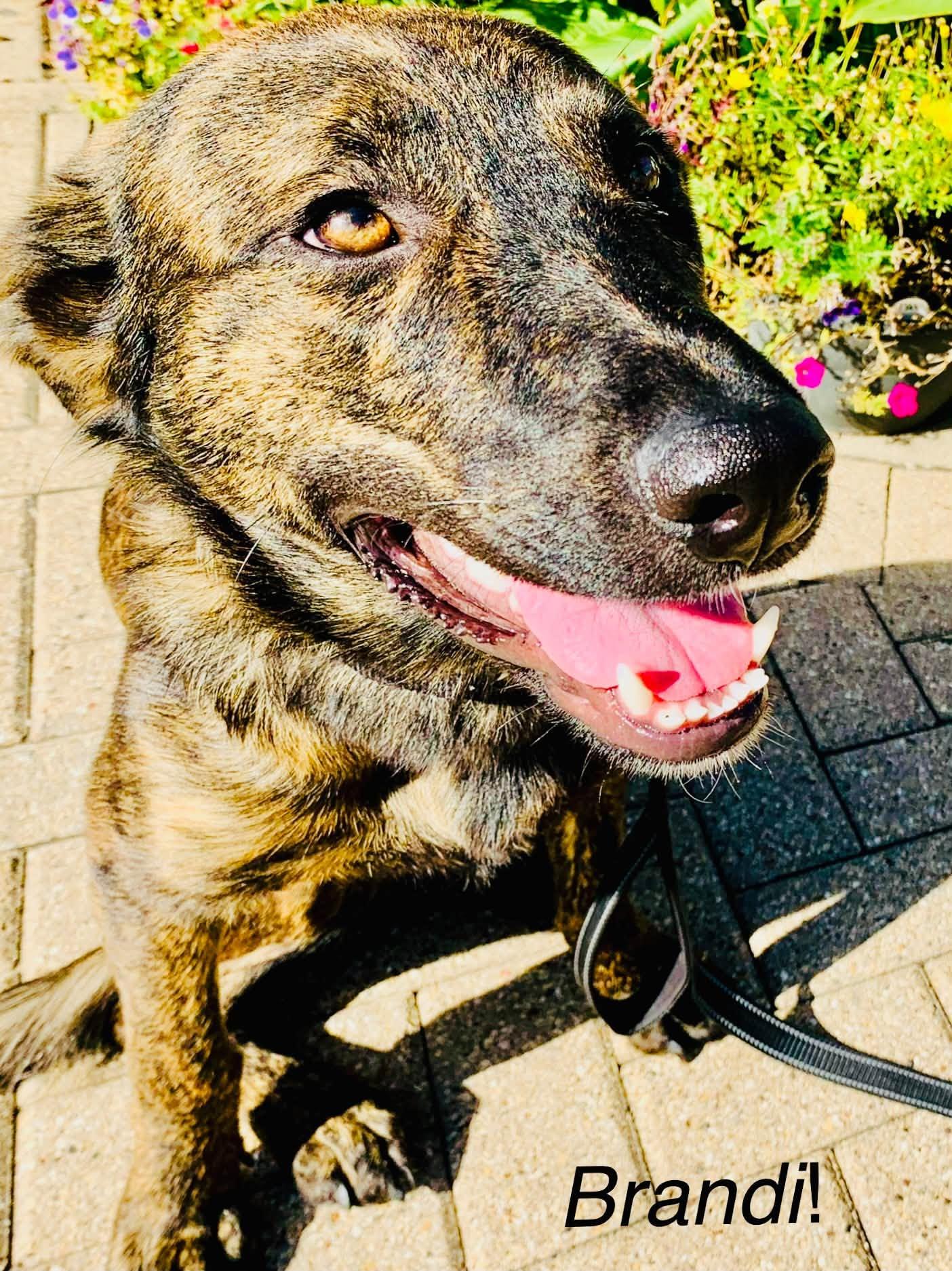 Enlarge Brandi, a Adoptable mixed breed in Elburn, IL image 1/6