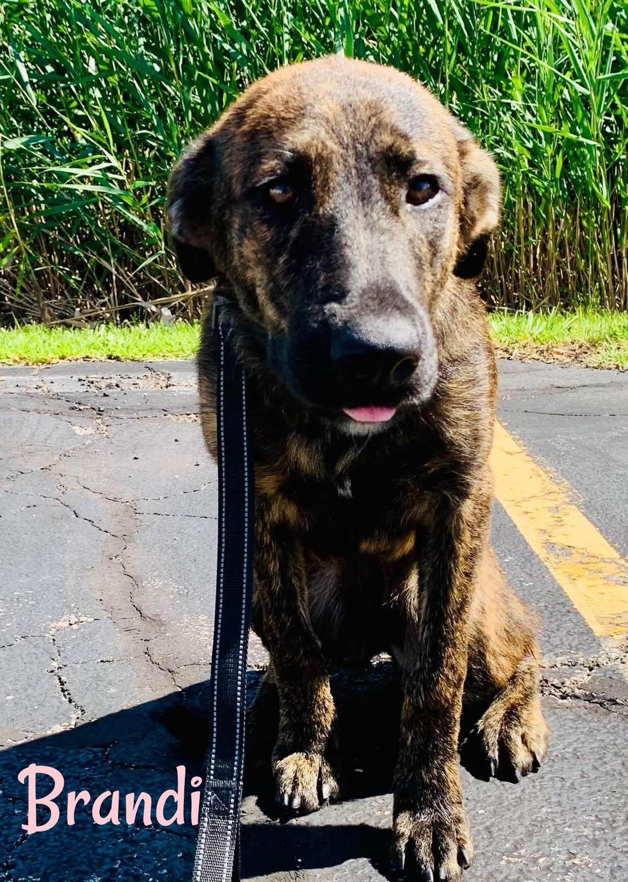 Enlarge Brandi, a Adoptable mixed breed in Elburn, IL image 2/6