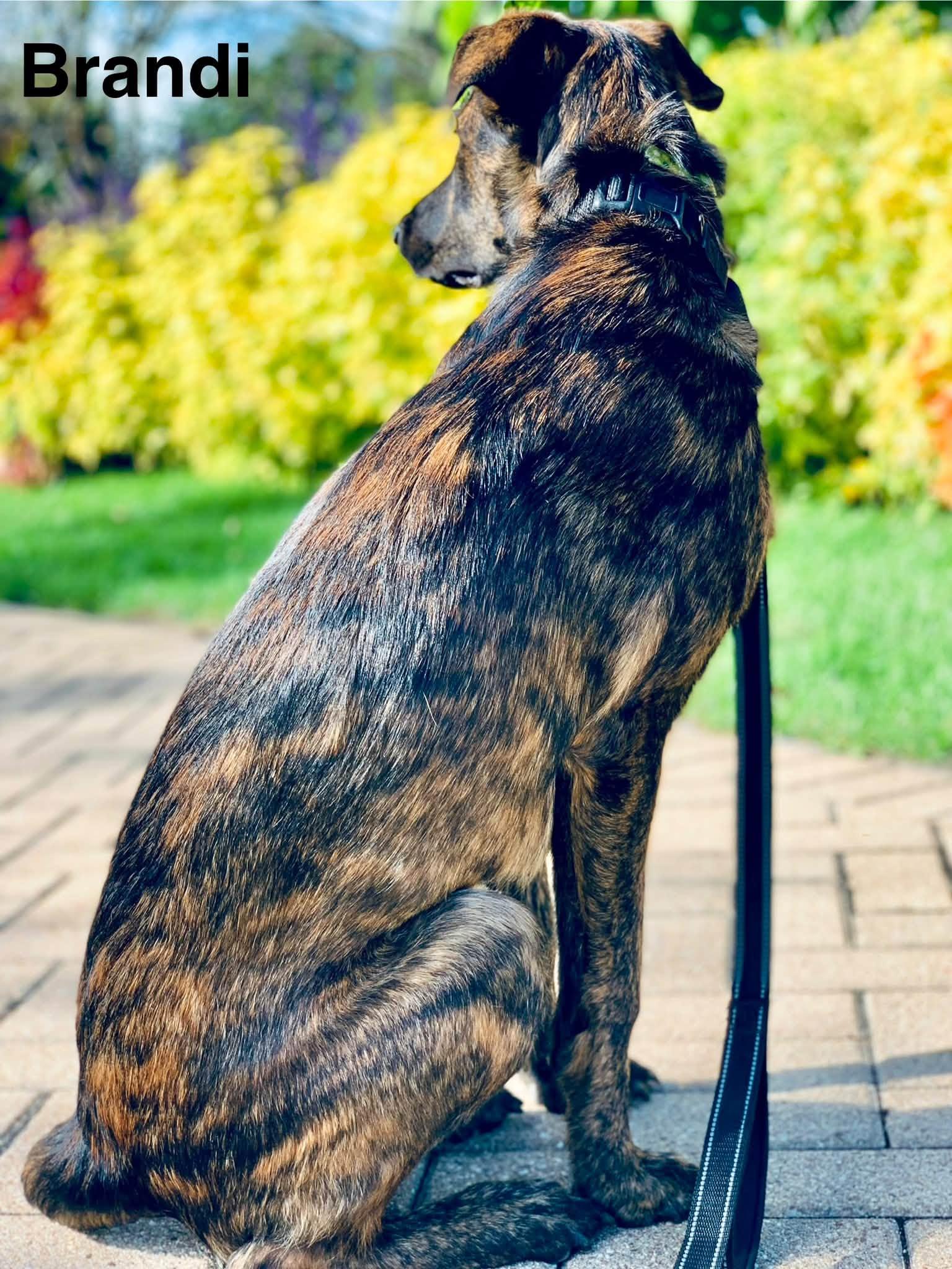 Enlarge Brandi, a Adoptable mixed breed in Elburn, IL image 3/6
