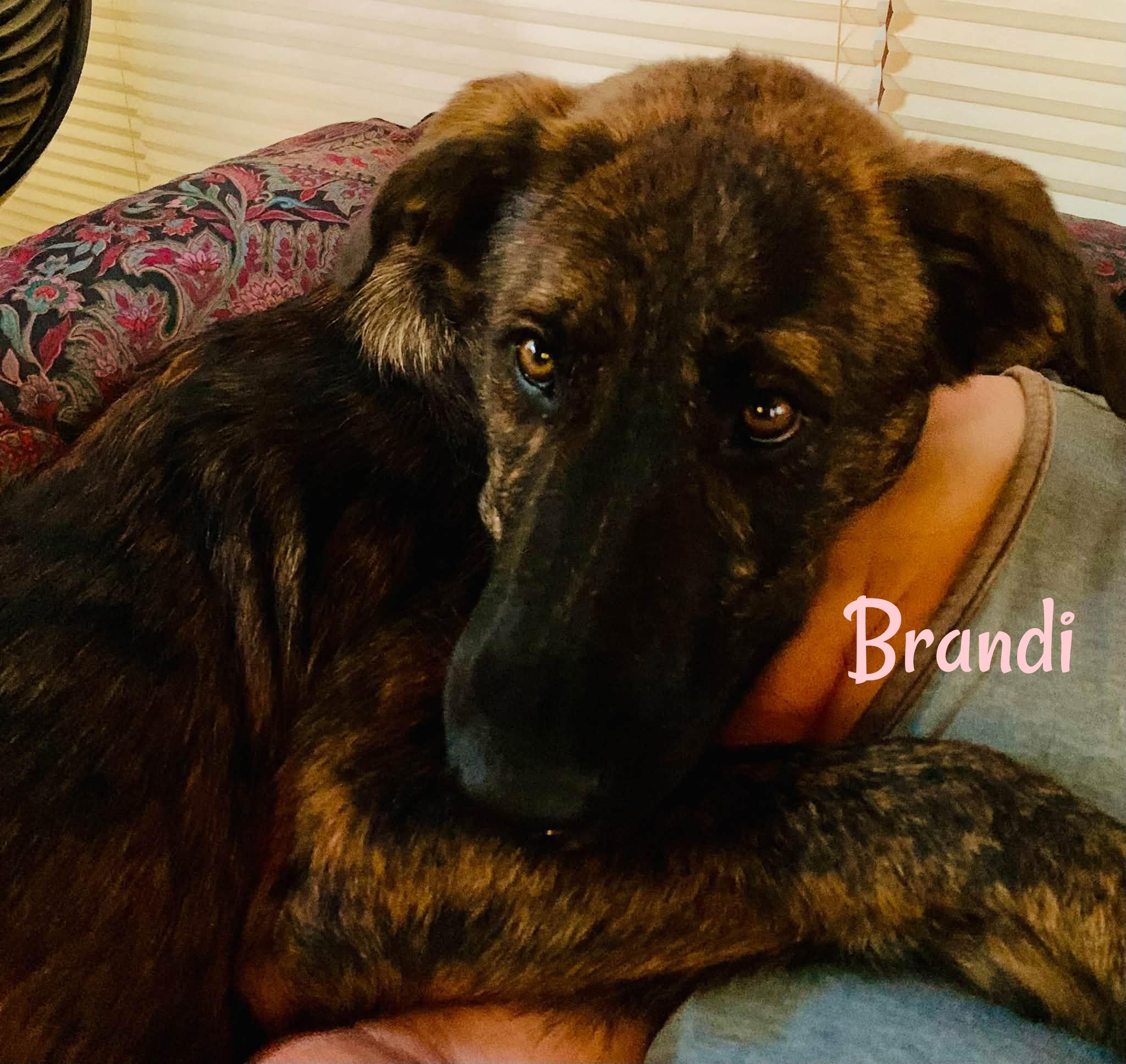 Enlarge Brandi, a Adoptable mixed breed in Elburn, IL image 3/6
