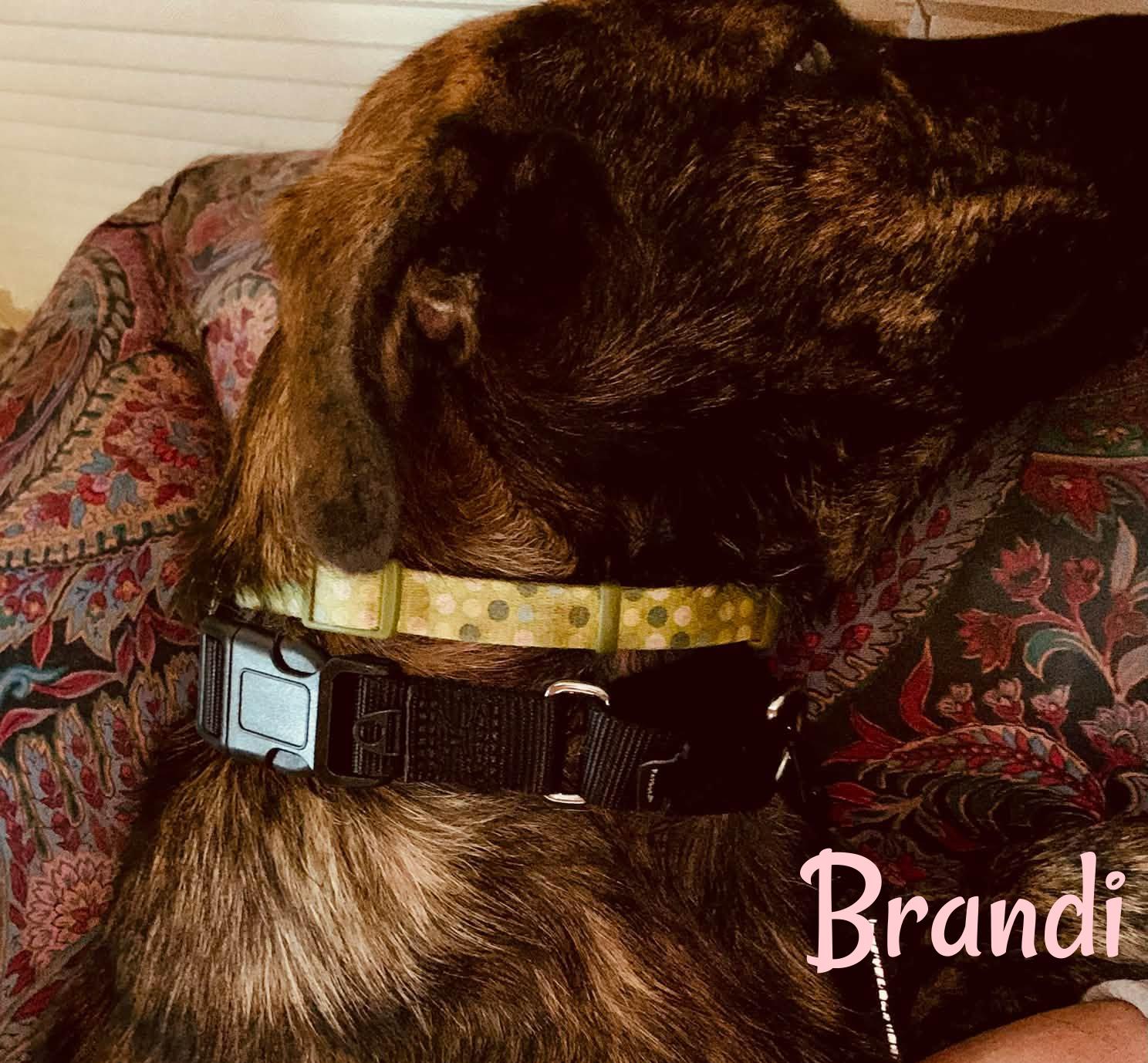 Enlarge Brandi, a Adoptable mixed breed in Elburn, IL image 6/6