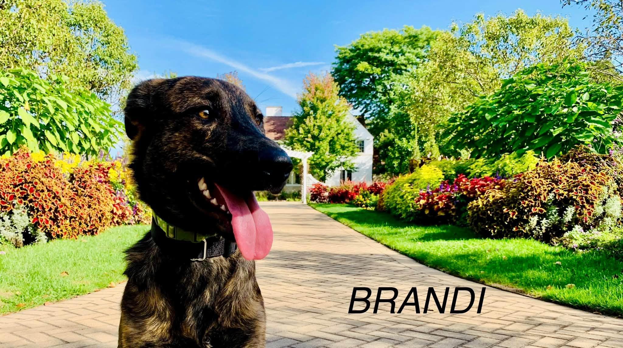 Enlarge Brandi, a Adoptable mixed breed in Elburn, IL image 6/6
