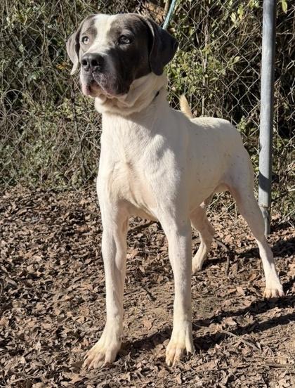 gunner, Adoptable, Puppy Male Hound & Mixed Breed.