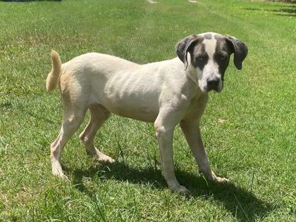 gunner, Adoptable, Puppy Male Hound & Mixed Breed.