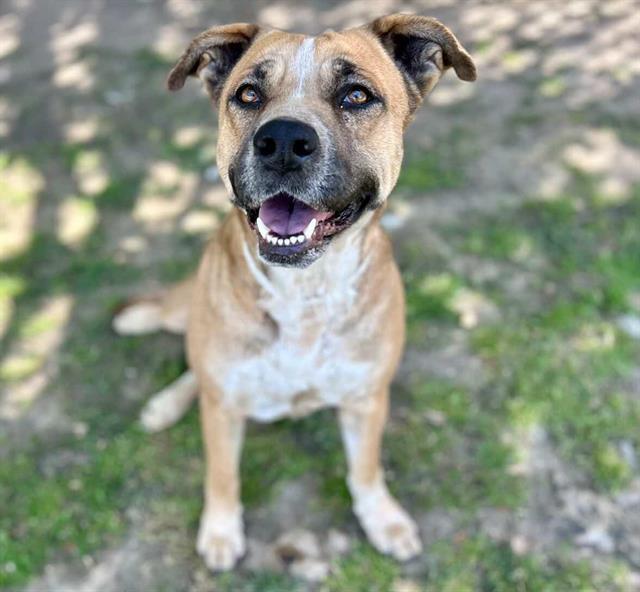 LALI, Adoptable, Young Female German Shepherd Dog & Mixed Breed.