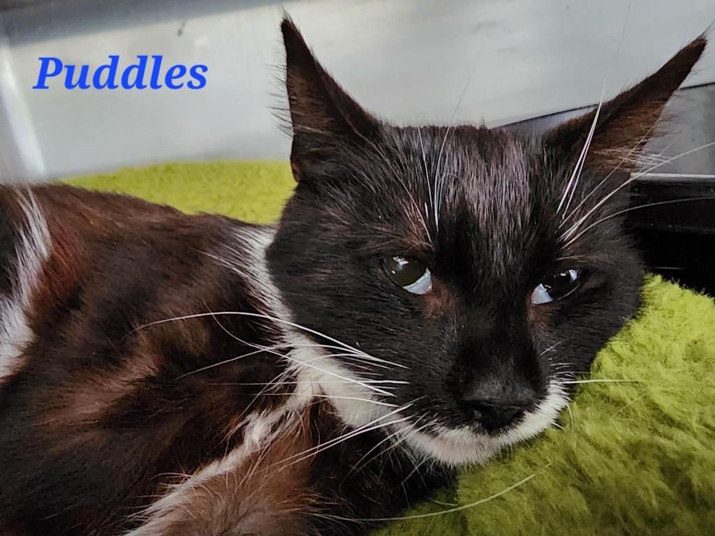 Puddles, Adoptable, Adult Female Domestic Short Hair.