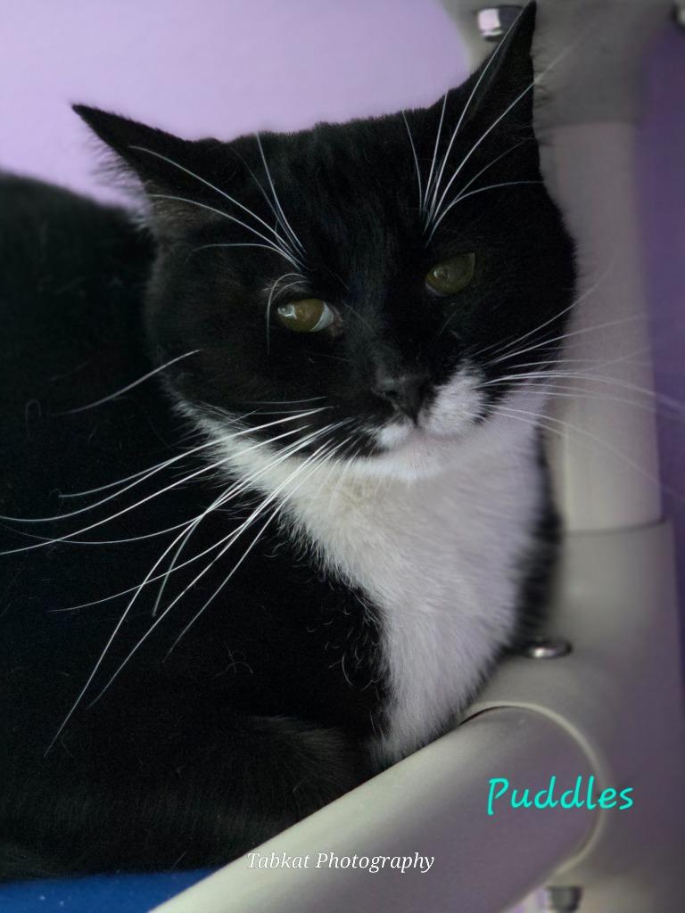 Puddles, Adoptable, Adult Female Domestic Short Hair.