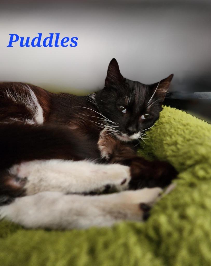 Enlarge Puddles, a Adoptable mixed breed in Cambridge, MD image 1/6