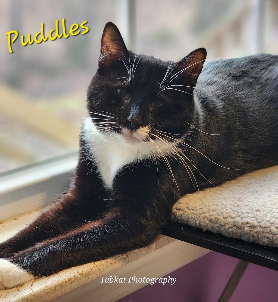 Enlarge Puddles, a Adoptable mixed breed in Cambridge, MD image 5/6