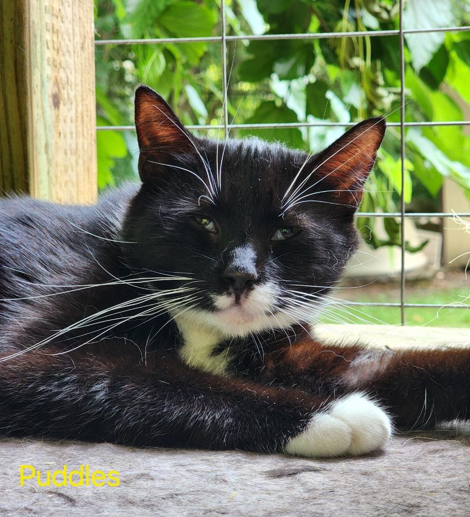 Enlarge Puddles, a Adoptable mixed breed in Cambridge, MD image 6/6
