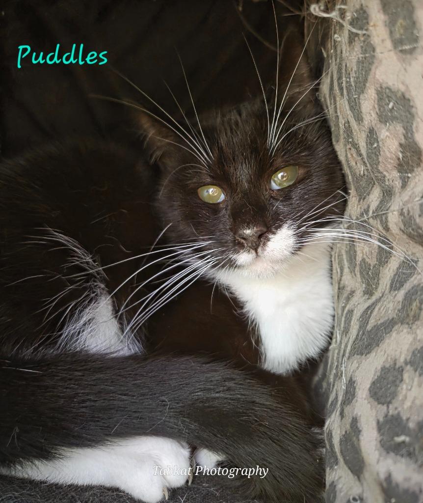 Puddles, a Adoptable mixed breed in Cambridge, MD image 3/6