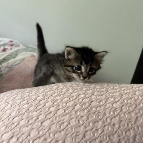 Enlarge Elle, a Adoptable Domestic Short Hair in Auburn, AL image 1/6