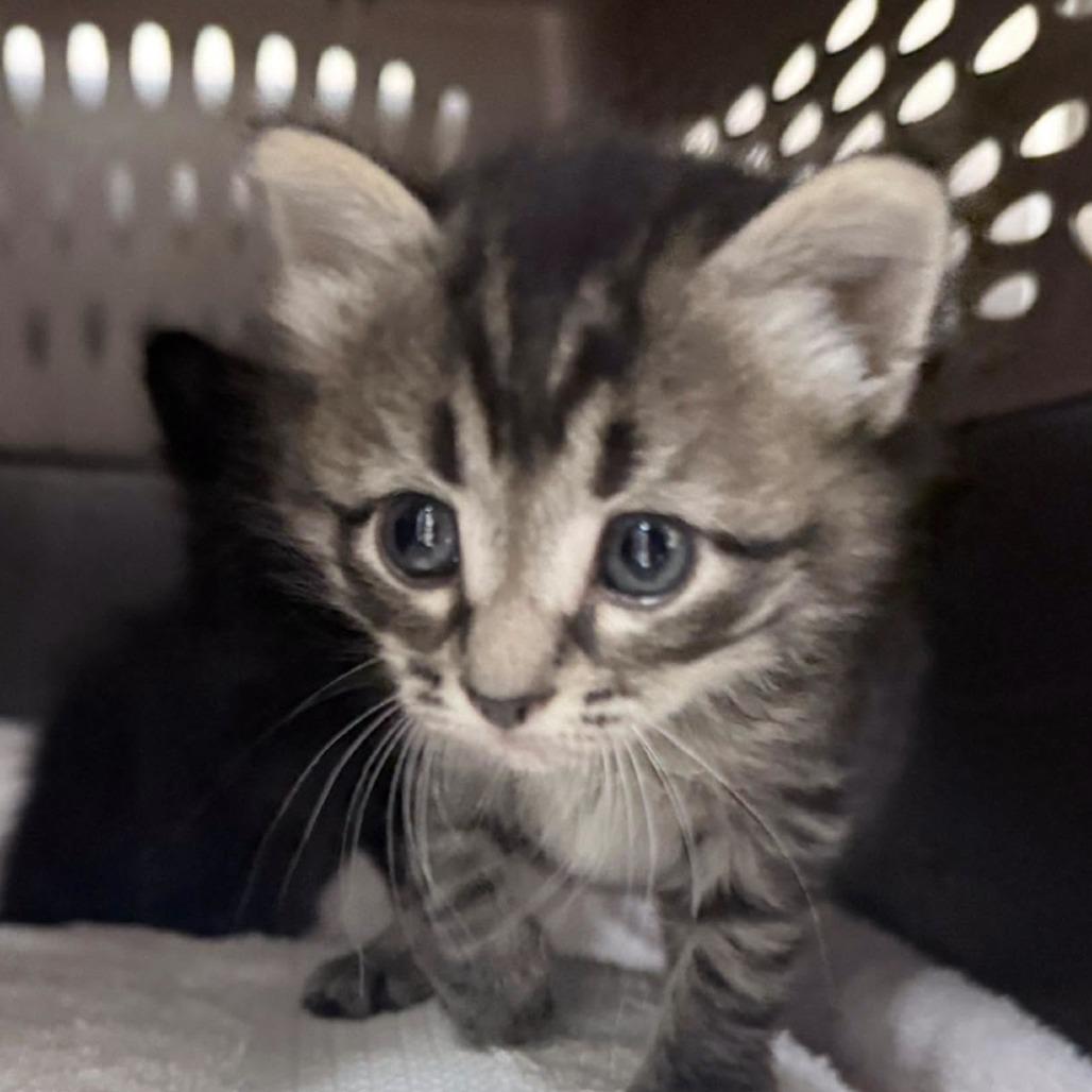 Enlarge Elle, a Adoptable Domestic Short Hair in Auburn, AL image 4/6