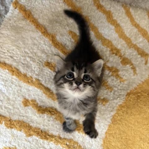 Enlarge Elle, a Adoptable Domestic Short Hair in Auburn, AL image 6/6