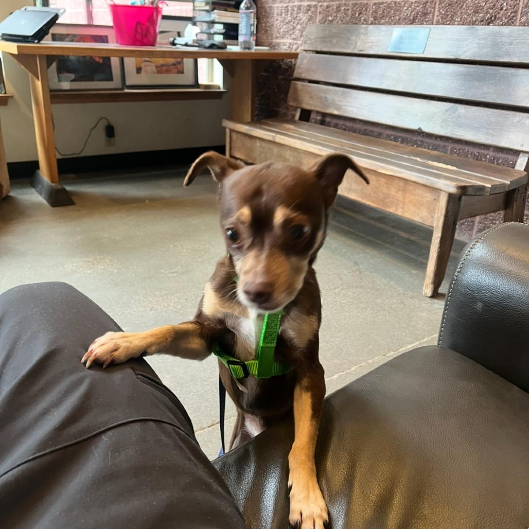Skippy, Adoptable, Senior Male Chihuahua.