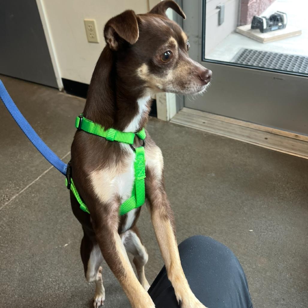 Enlarge Skippy, a Adoptable Chihuahua in Port Angeles, WA image 2/6