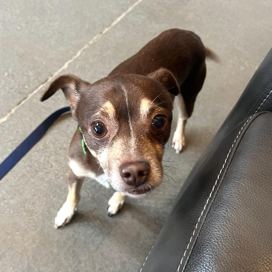 Enlarge Skippy, a Adoptable Chihuahua in Port Angeles, WA image 3/6
