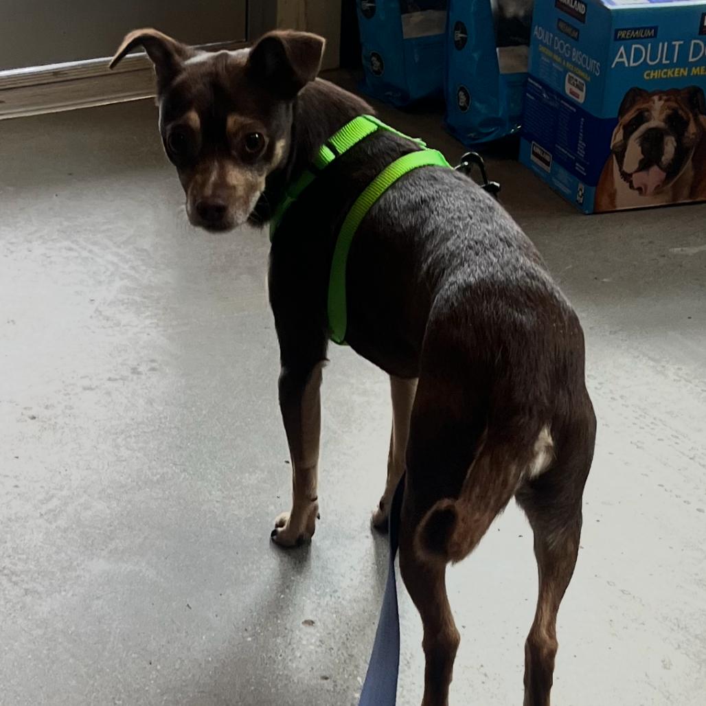 Enlarge Skippy, a Adoptable Chihuahua in Port Angeles, WA image 4/6