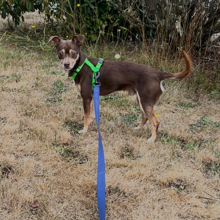 Enlarge Skippy, a Adoptable Chihuahua in Port Angeles, WA image 5/6