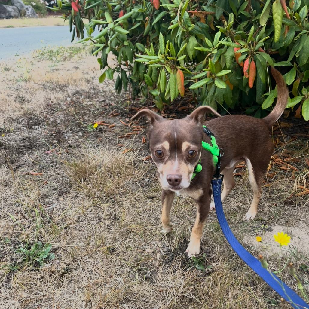 Enlarge Skippy, a Adoptable Chihuahua in Port Angeles, WA image 6/6