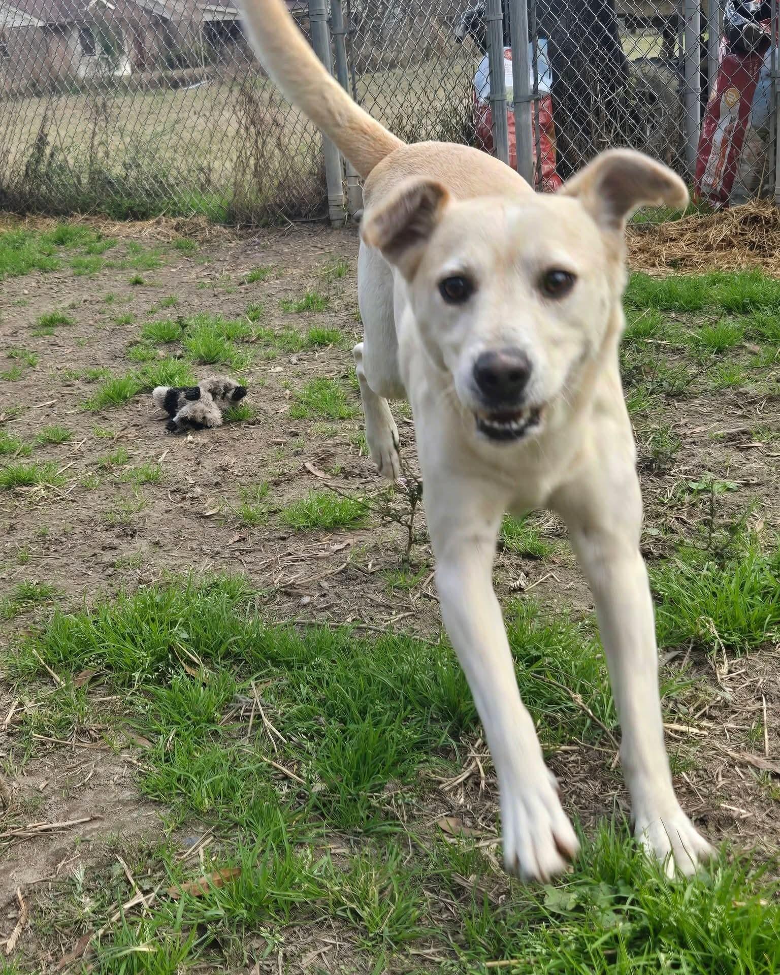 Frenchie, a Adoptable mixed breed in Oakland, NJ image 5/6
