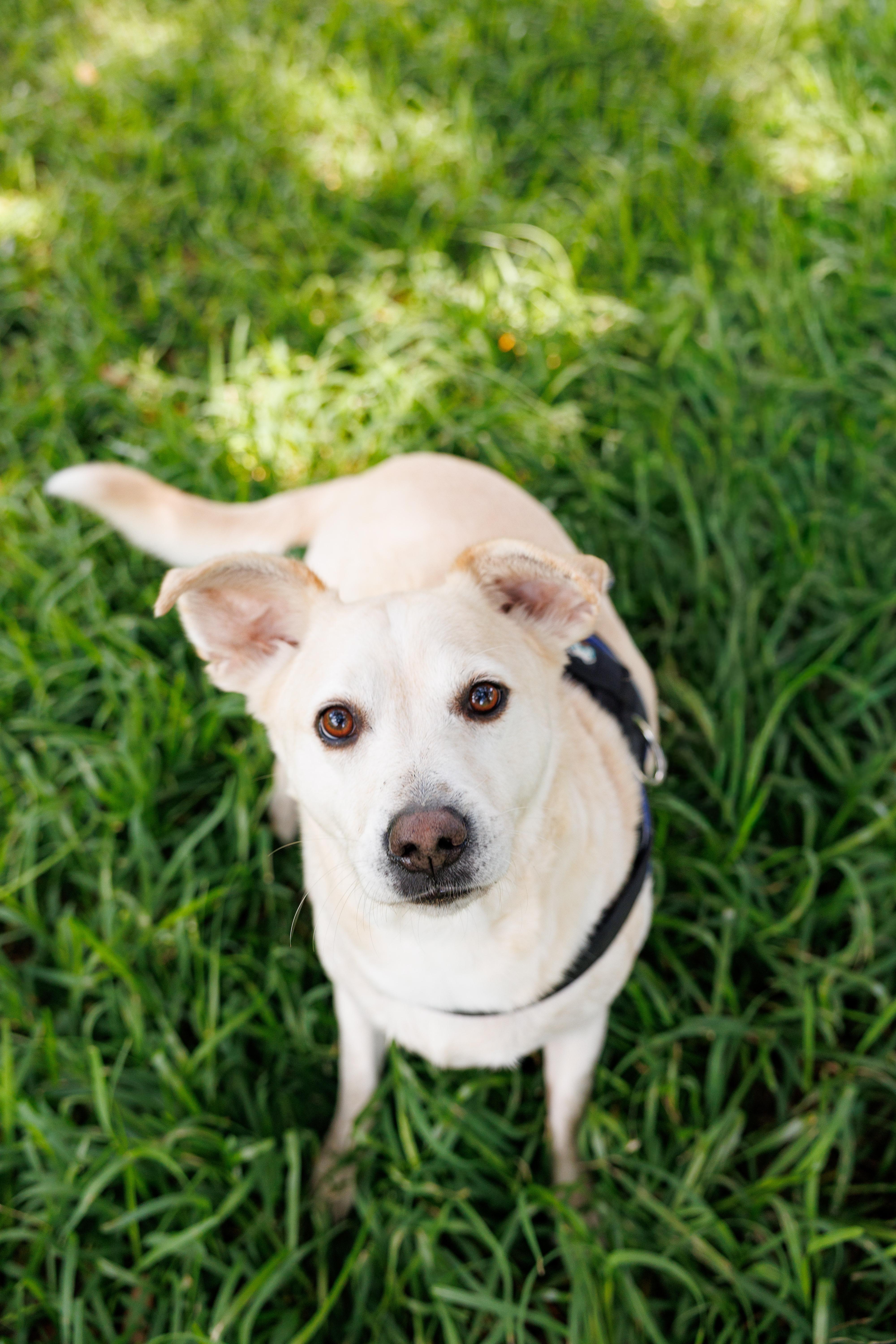 Frenchie, a Adoptable mixed breed in Oakland, NJ image 2/6