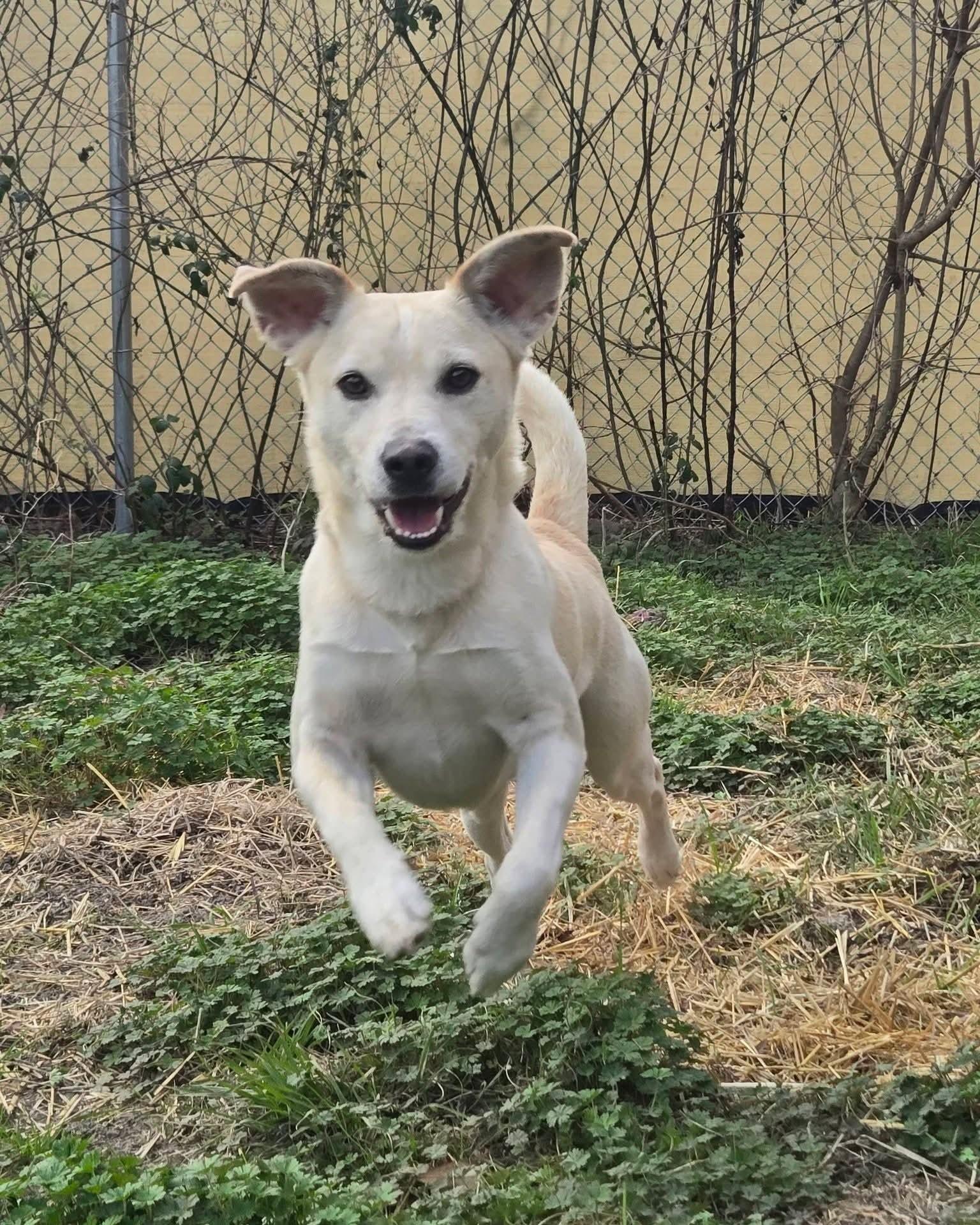 Frenchie, a Adoptable mixed breed in Oakland, NJ image 4/6