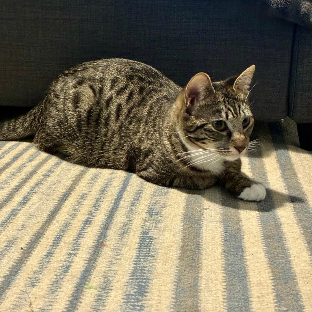 Enlarge Archie, a Adoptable mixed breed in Morgan Hill, CA image 6/6