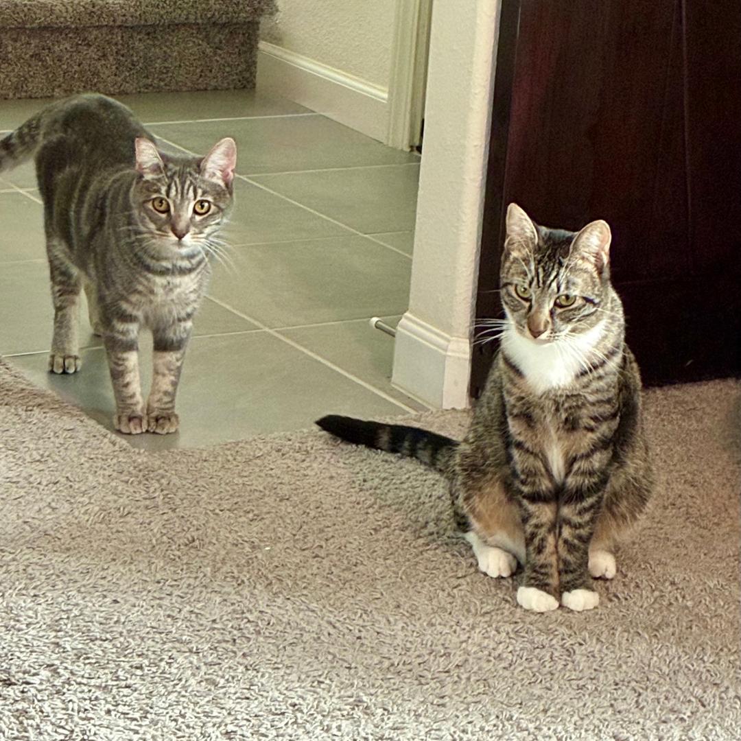 Enlarge Archie, a Adoptable mixed breed in Morgan Hill, CA image 2/6