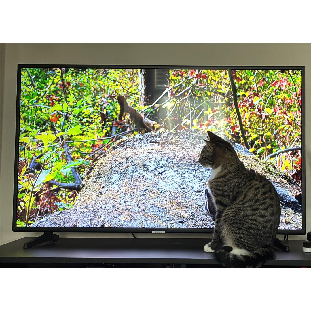 Enlarge Archie, a Adoptable mixed breed in Morgan Hill, CA image 4/6