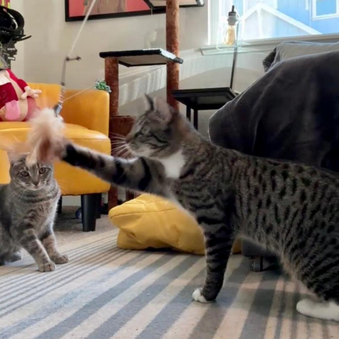 Enlarge Archie, a Adoptable mixed breed in Morgan Hill, CA image 3/6