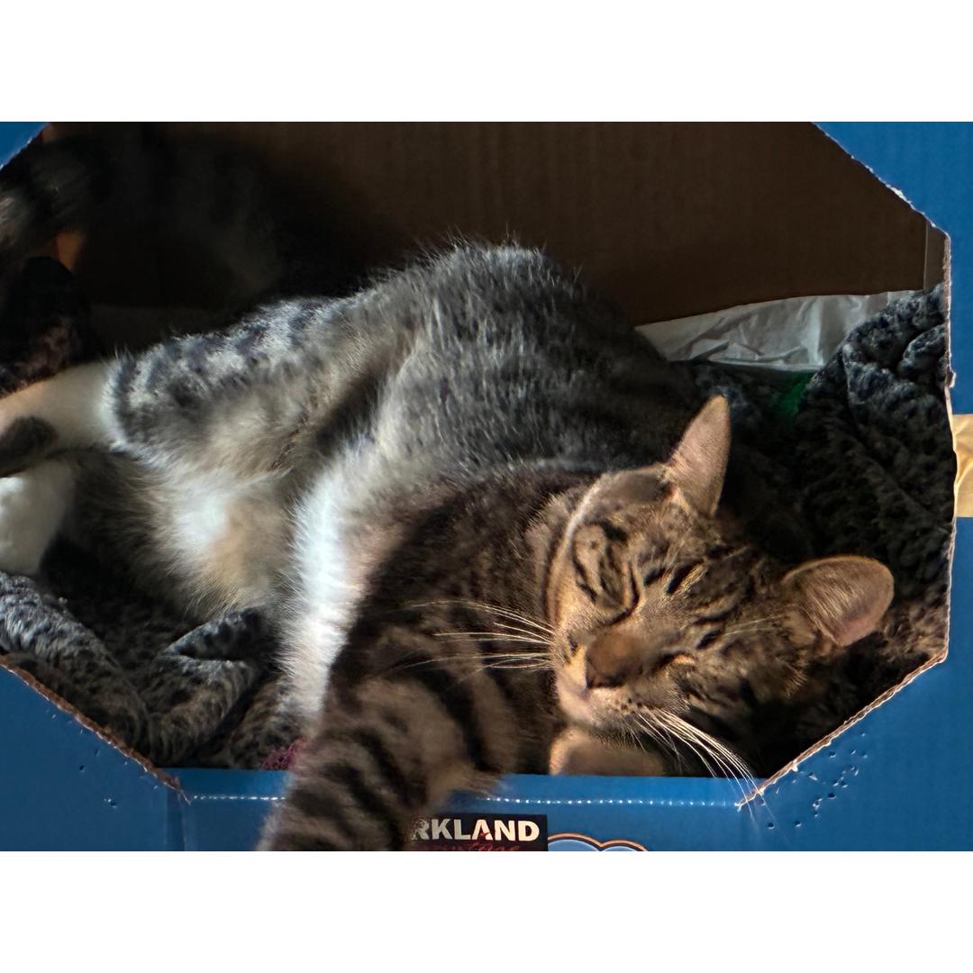 Enlarge Archie, a Adoptable mixed breed in Morgan Hill, CA image 5/6