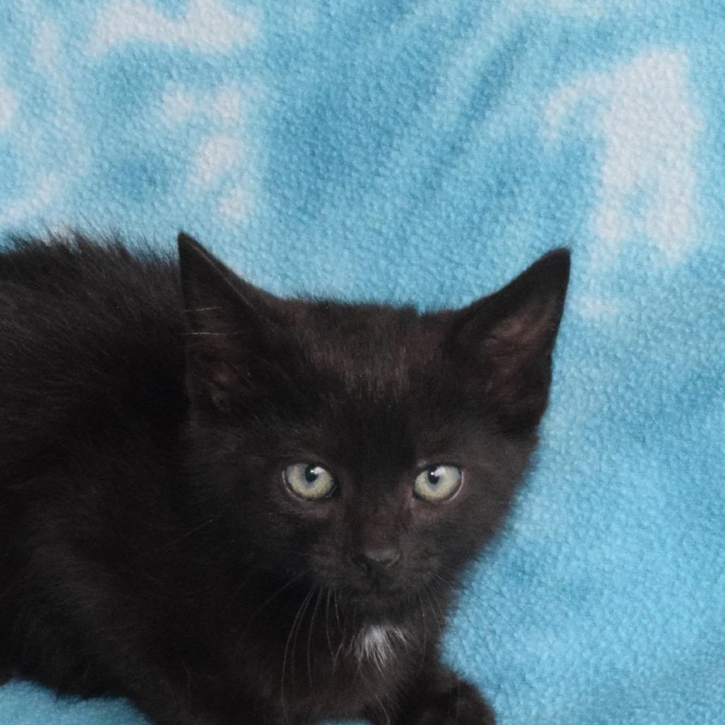 Clarke, Adoptable, Kitten Male Domestic Short Hair.