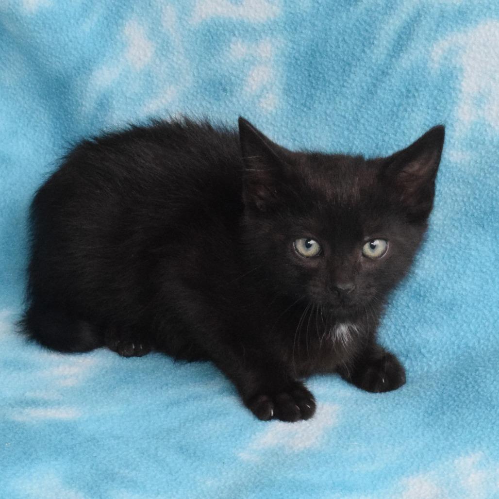 Clarke, a Adoptable Domestic Short Hair in Eureka, CA image 2/3