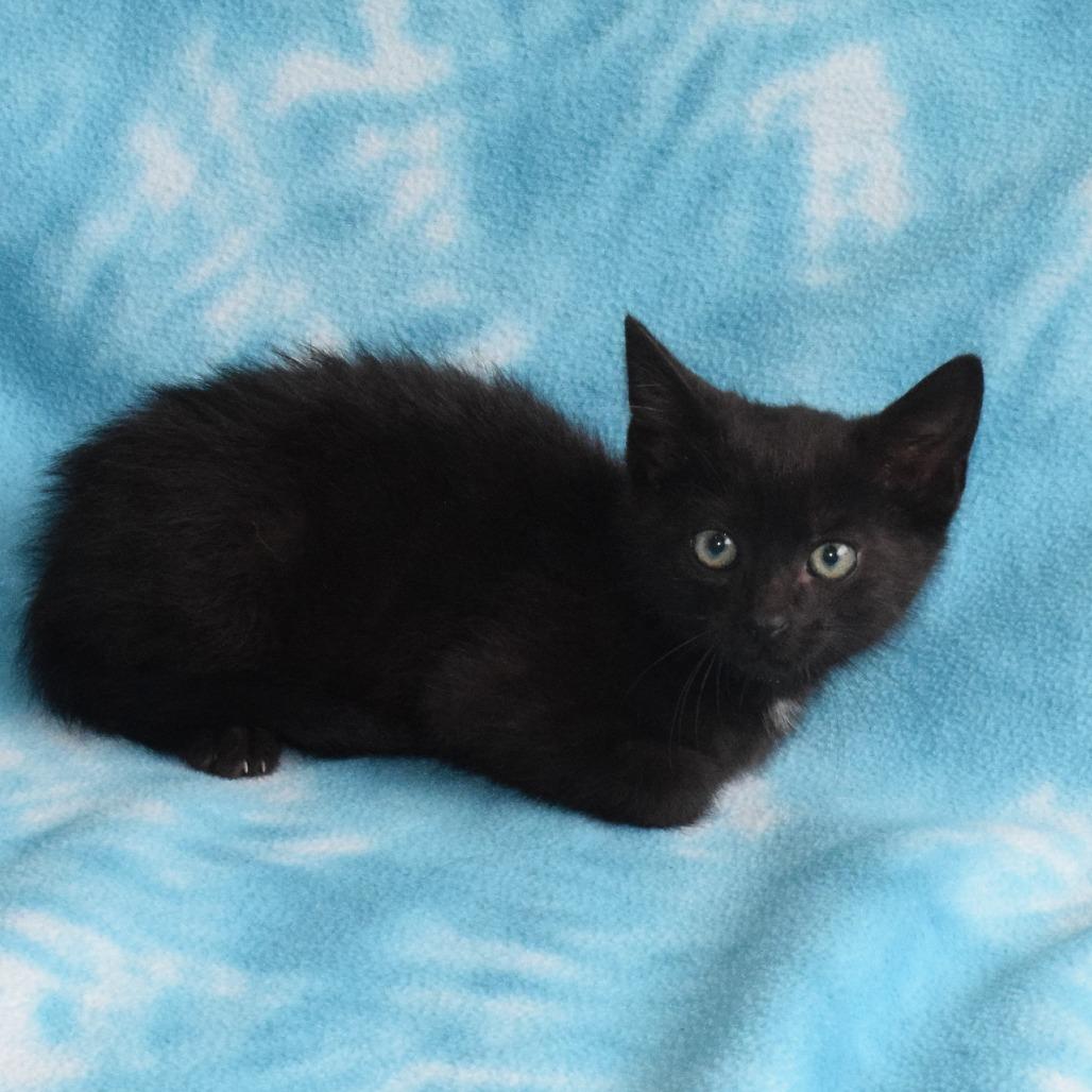 Clarke, a Adoptable Domestic Short Hair in Eureka, CA image 3/3