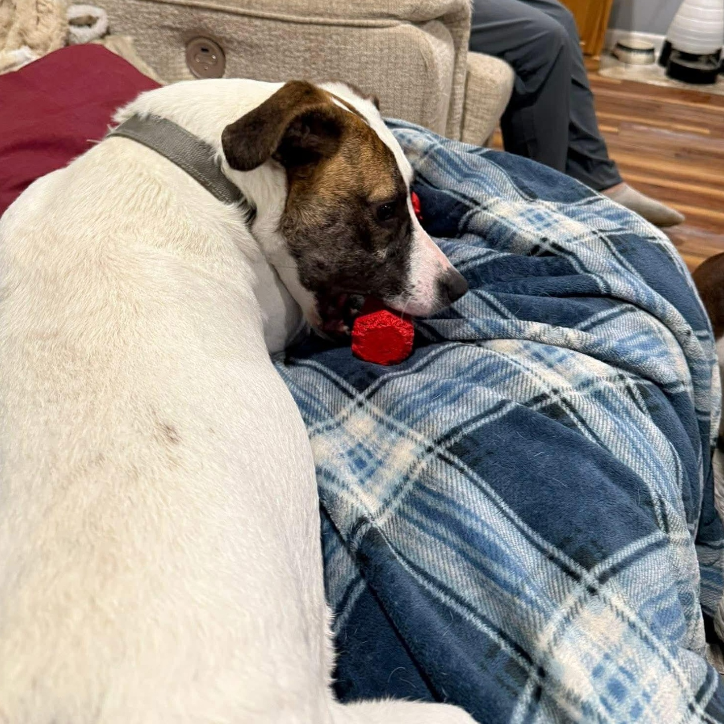 Enlarge Joy, a Adoptable mixed breed in Enfield, CT image 4/6