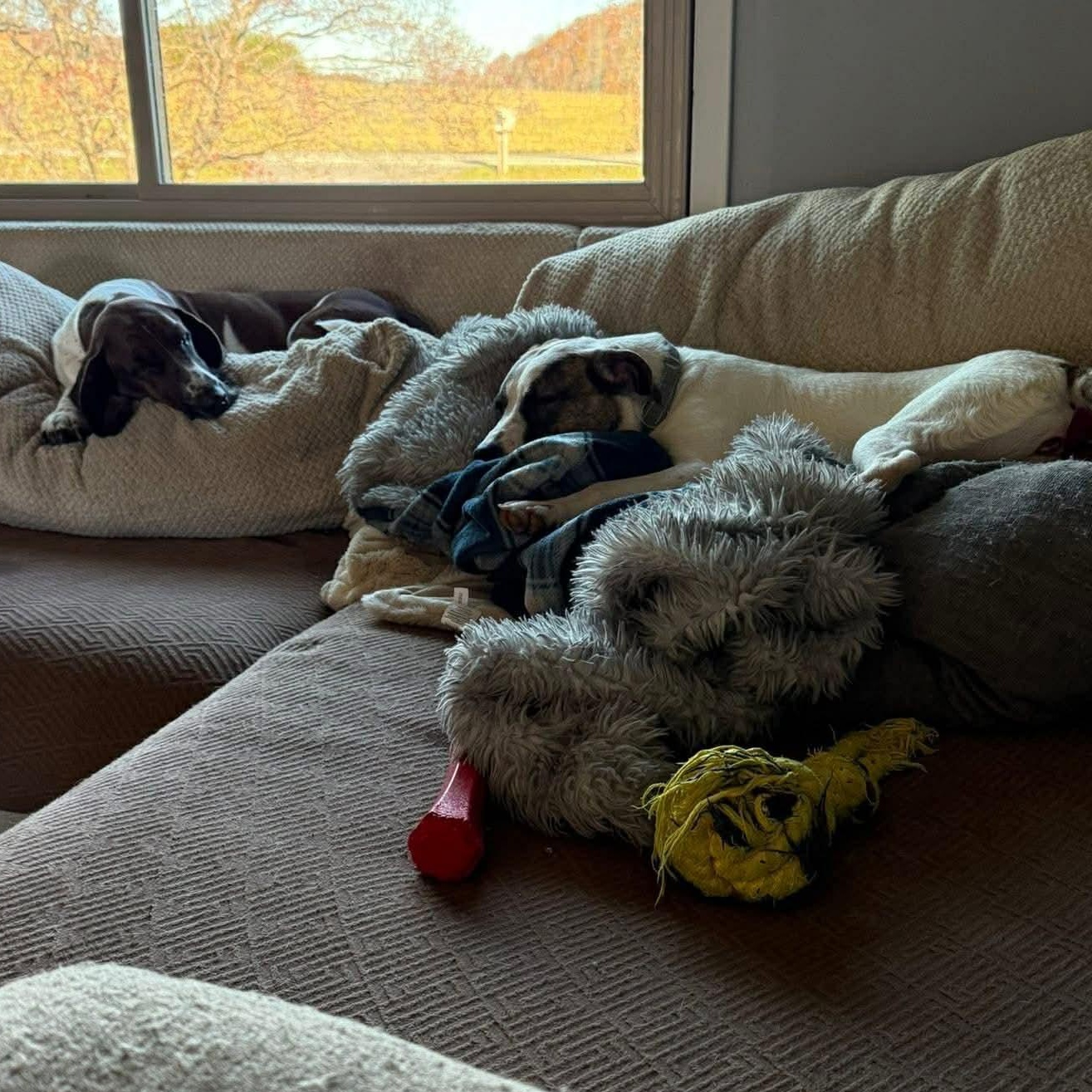 Enlarge Joy, a Adoptable mixed breed in Enfield, CT image 3/6