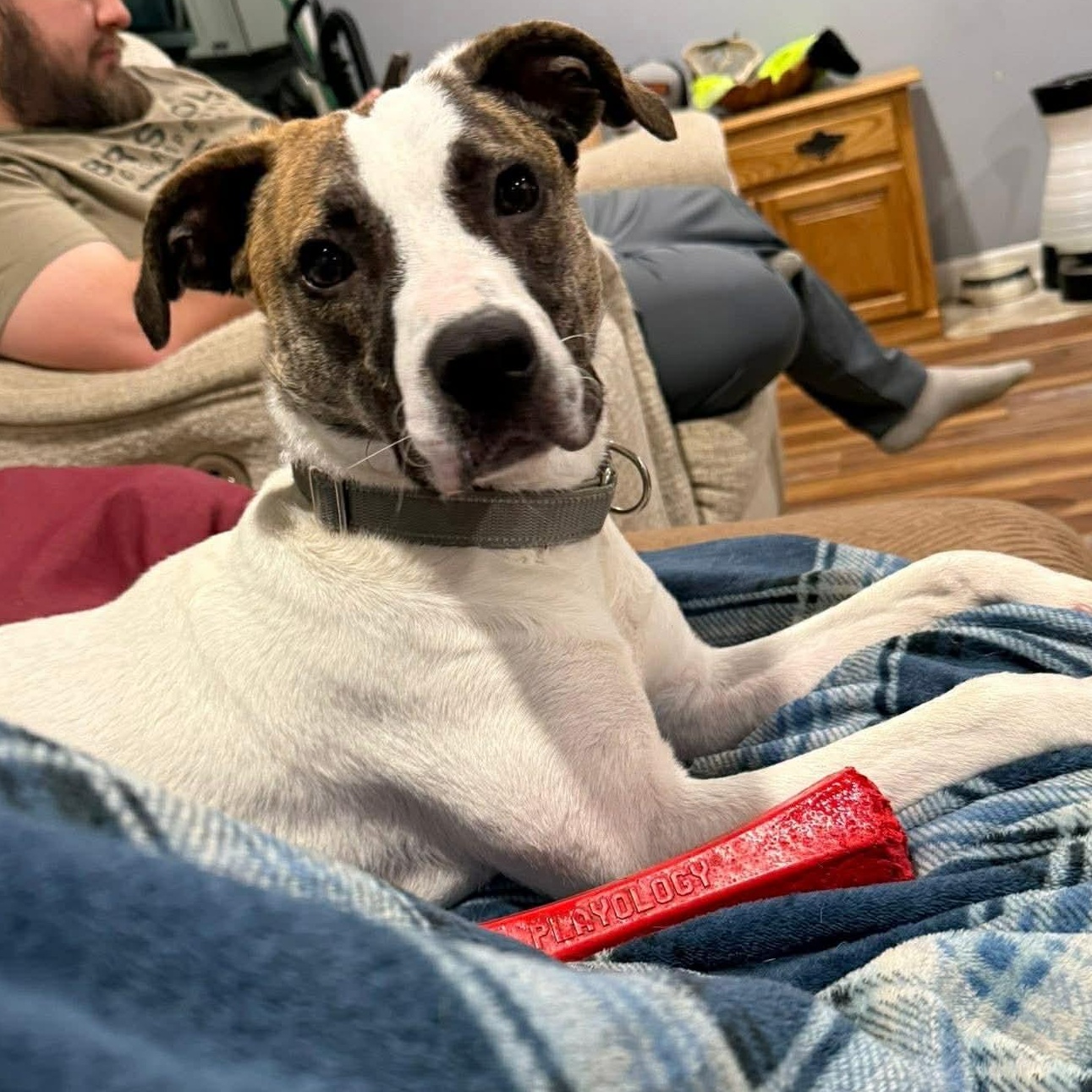 Enlarge Joy, a Adoptable mixed breed in Enfield, CT image 1/6