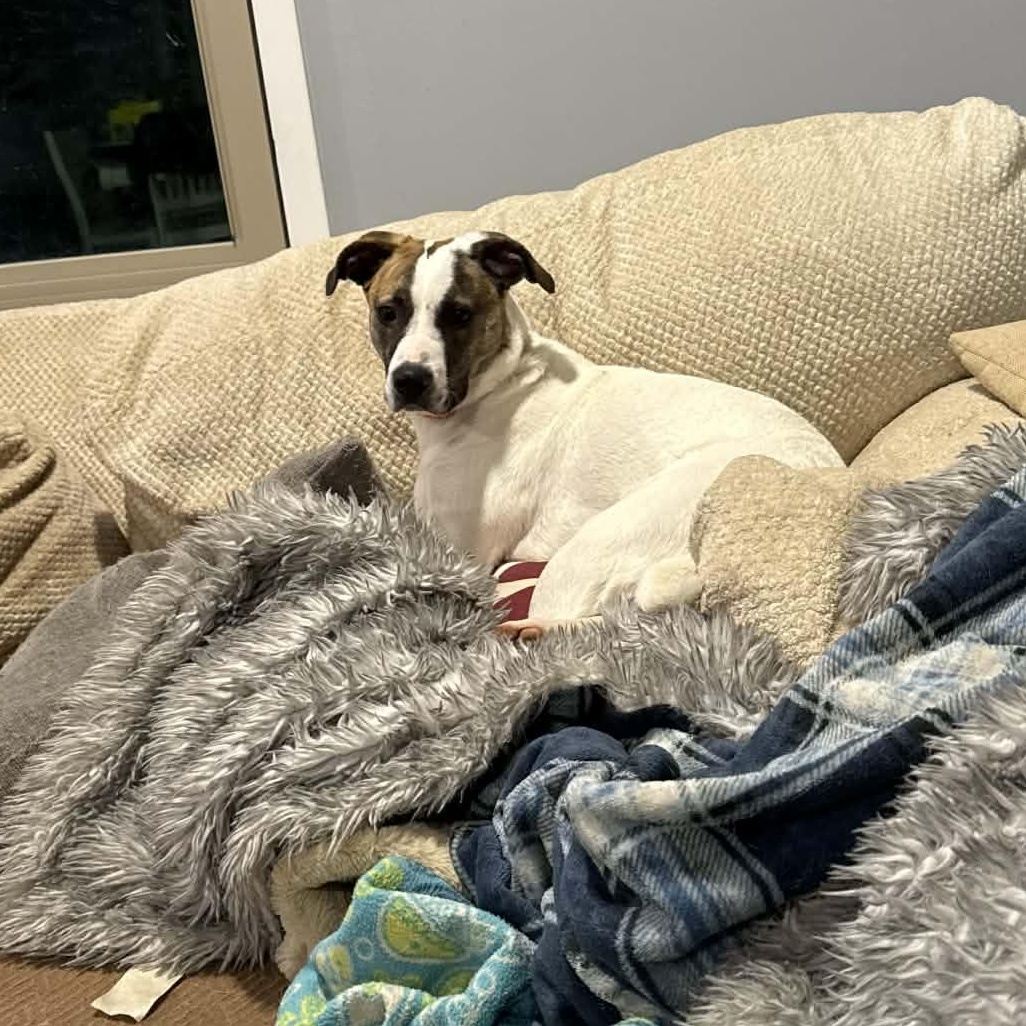 Enlarge Joy, a Adoptable mixed breed in Enfield, CT image 5/6